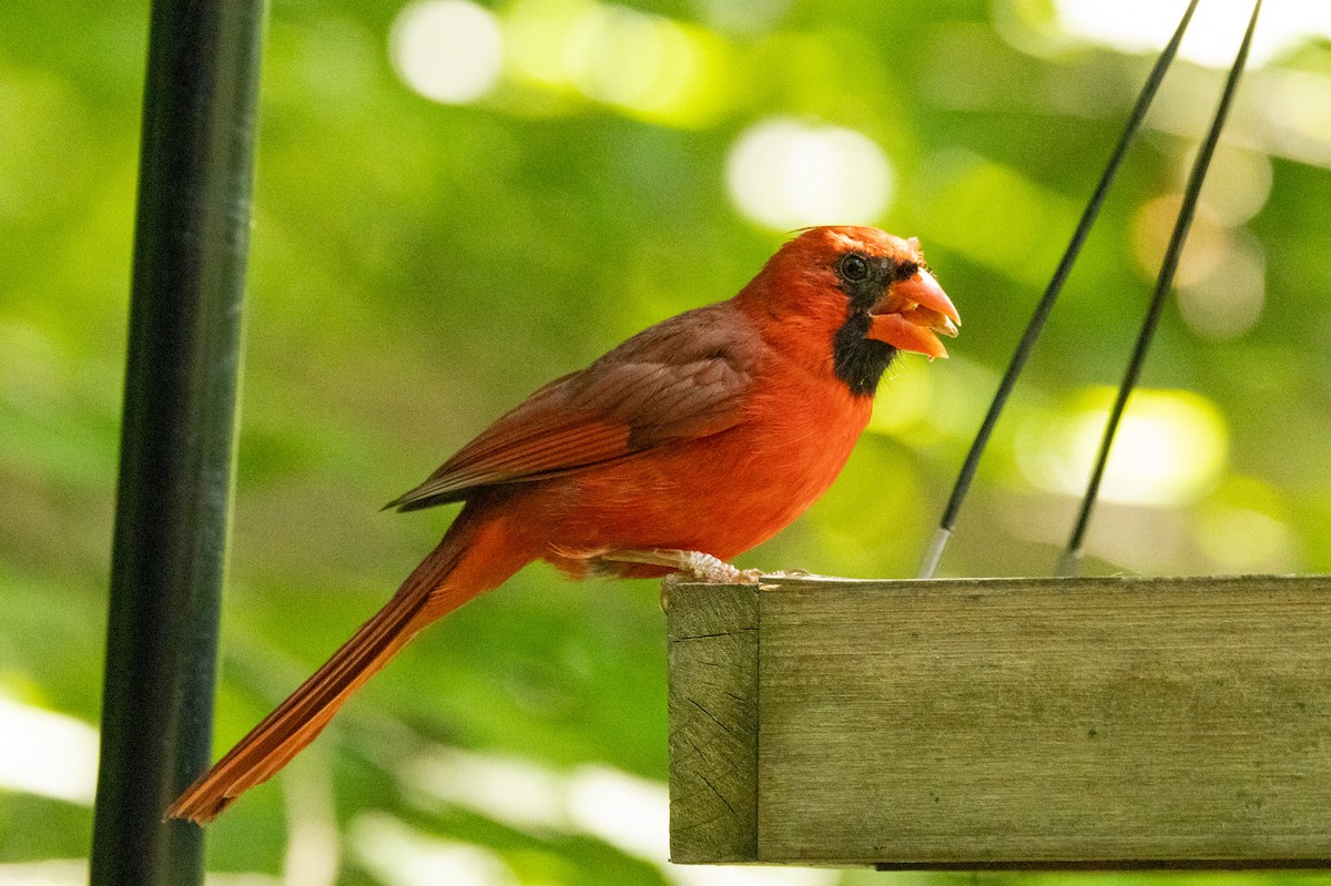 Cardenal Norteño - ML635532542
