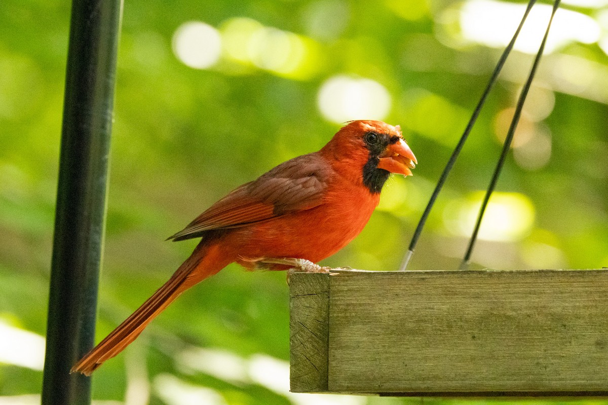 Cardenal Norteño - ML635532543