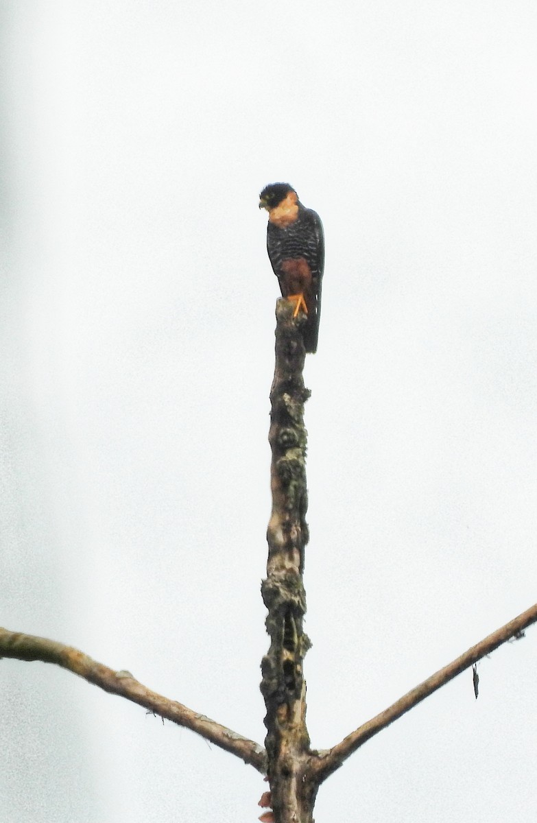 Bat Falcon - ML635532667