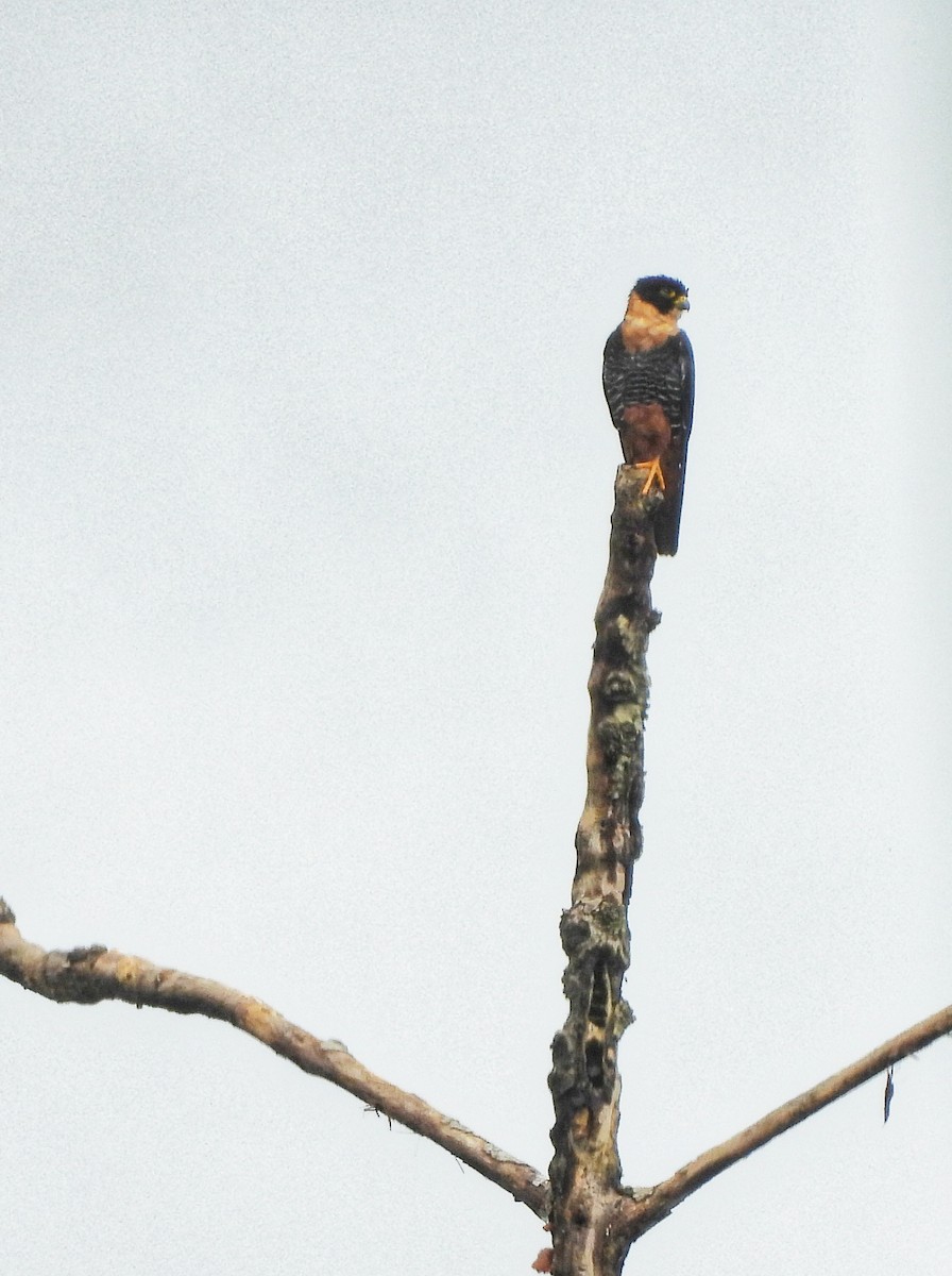 Bat Falcon - ML635532668