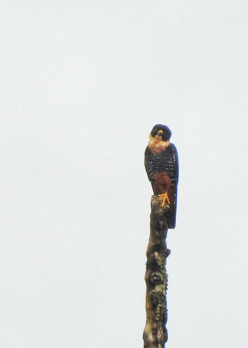 Bat Falcon - ML635532669