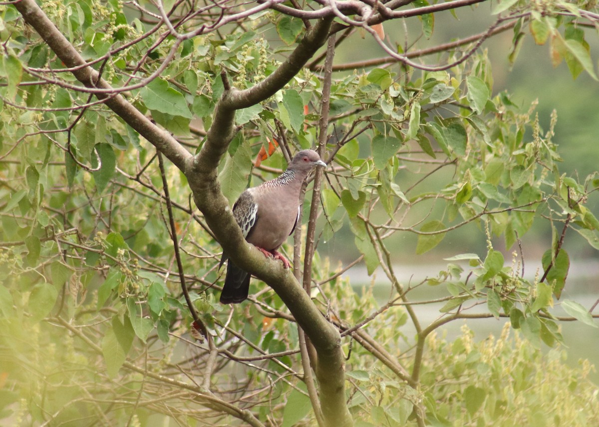 Pigeon picazuro - ML635532688