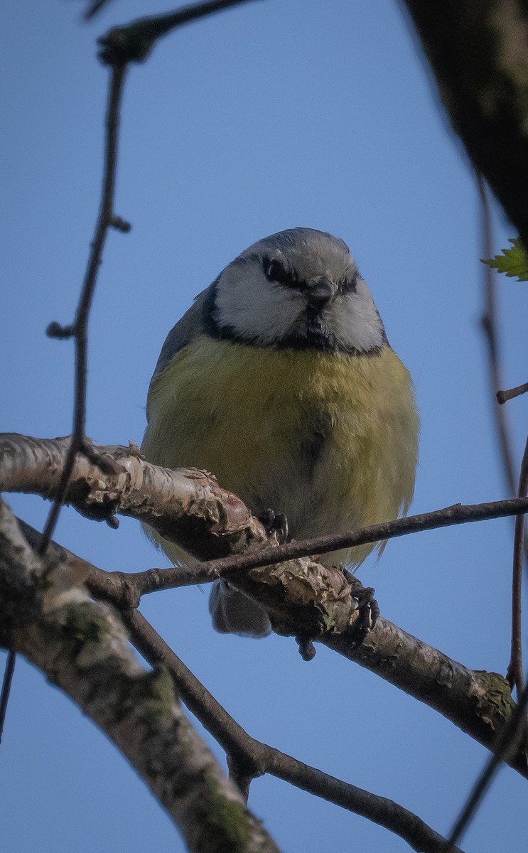 Eurasian Blue Tit - ML635532689