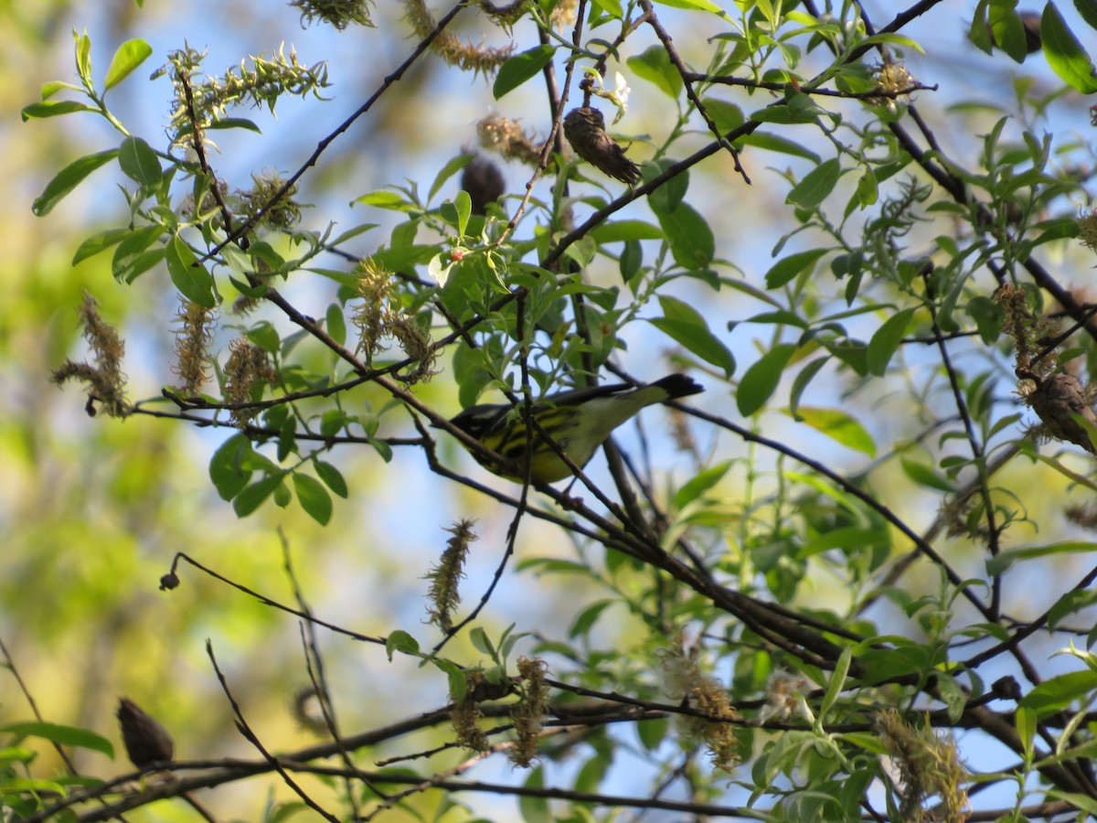 Magnolia Warbler - ML635532752