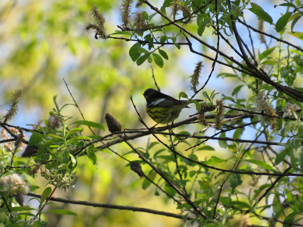 Magnolia Warbler - ML635532753