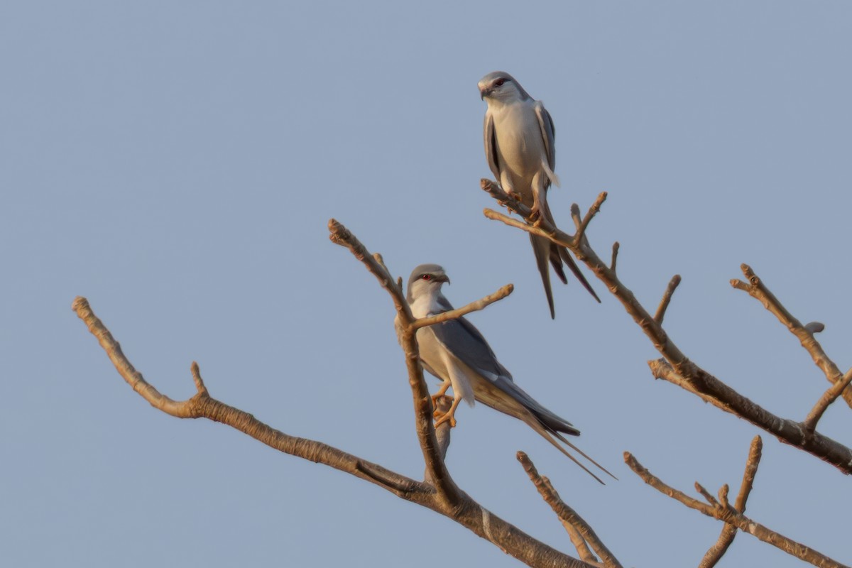 Scissor-tailed Kite - ML635532805