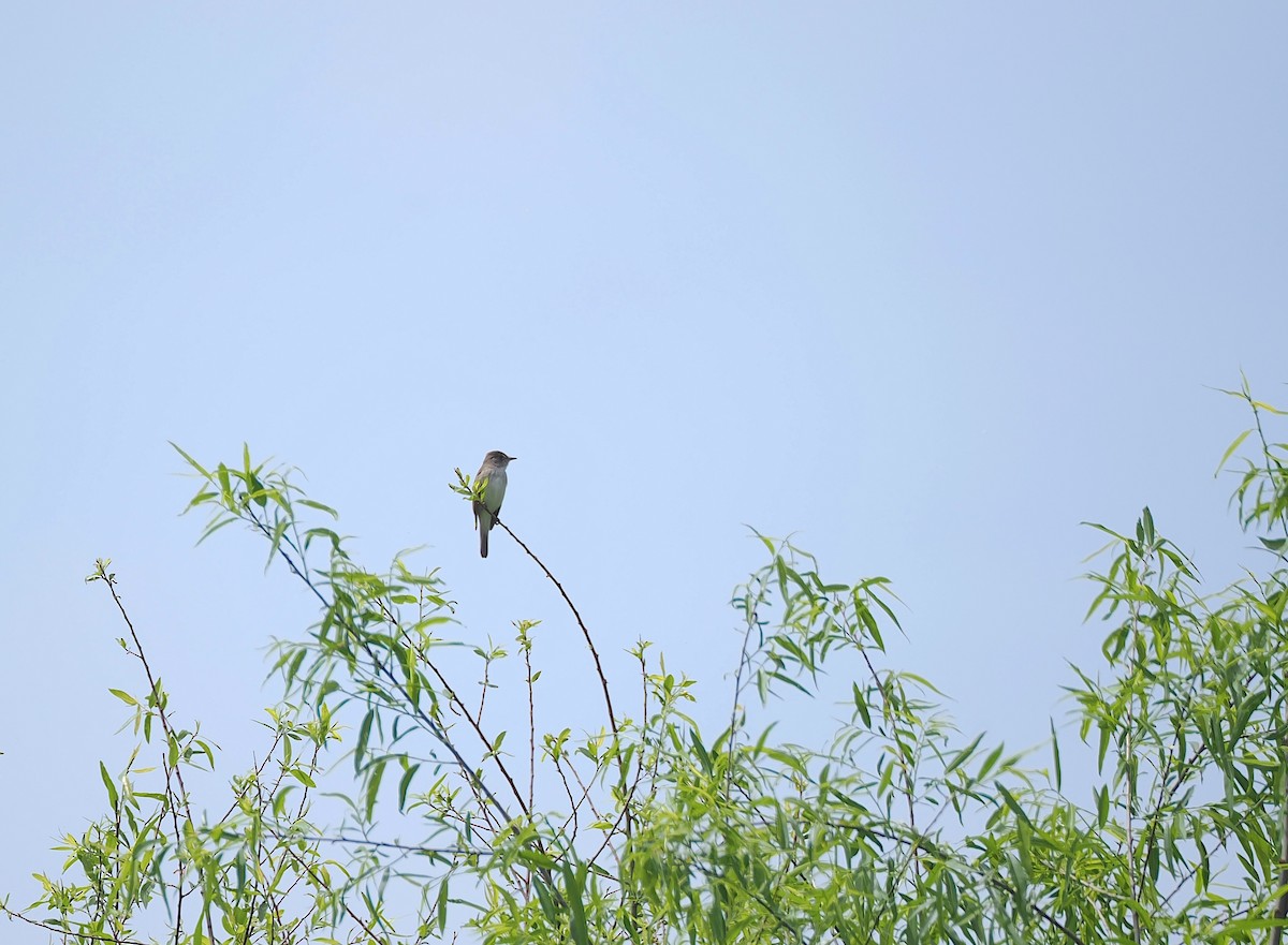 Willow Flycatcher - ML635532821