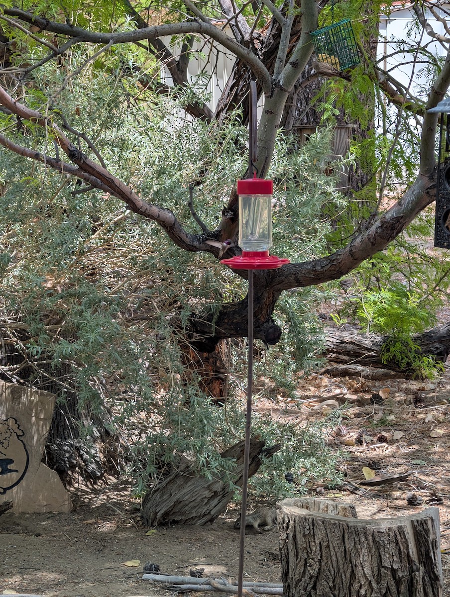 Costa's Hummingbird - ML635532859