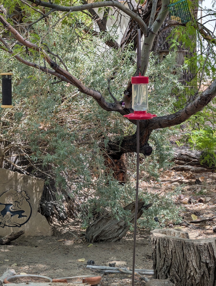 Costa's Hummingbird - ML635532860