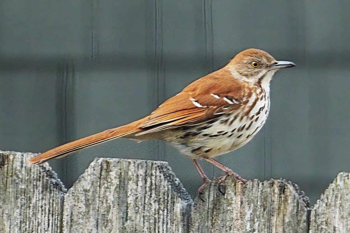 Brown Thrasher - ML635533099