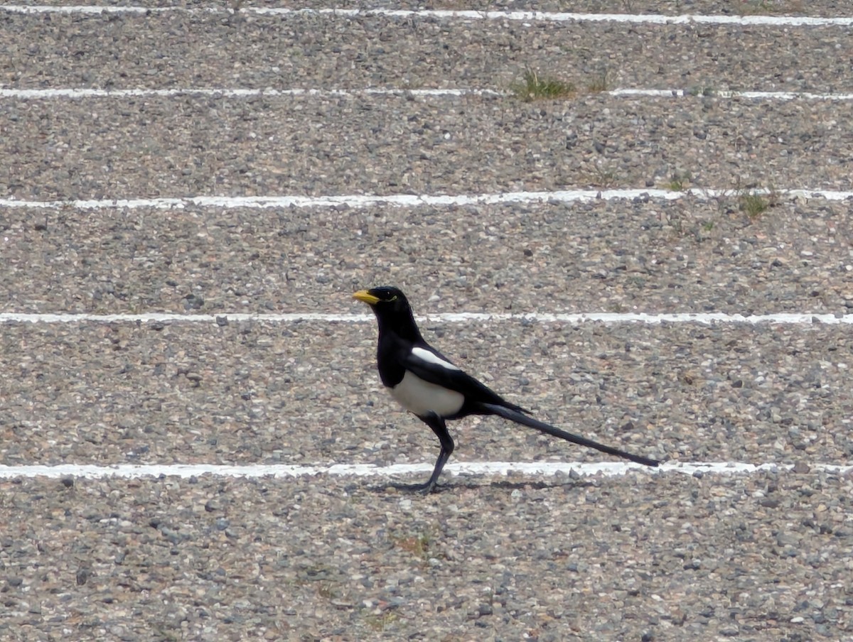 Yellow-billed Magpie - ML635533155