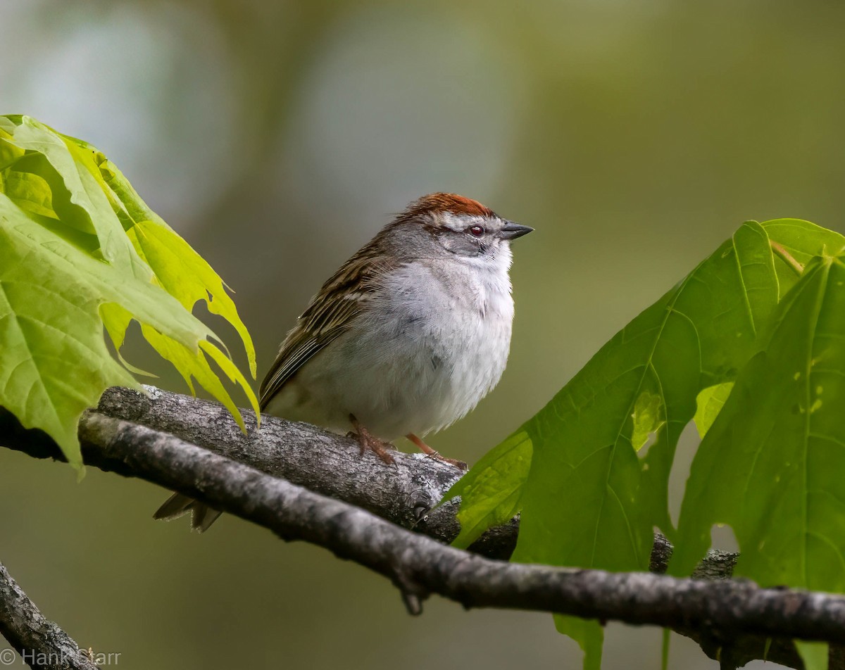 Chipping Sparrow - ML635533192