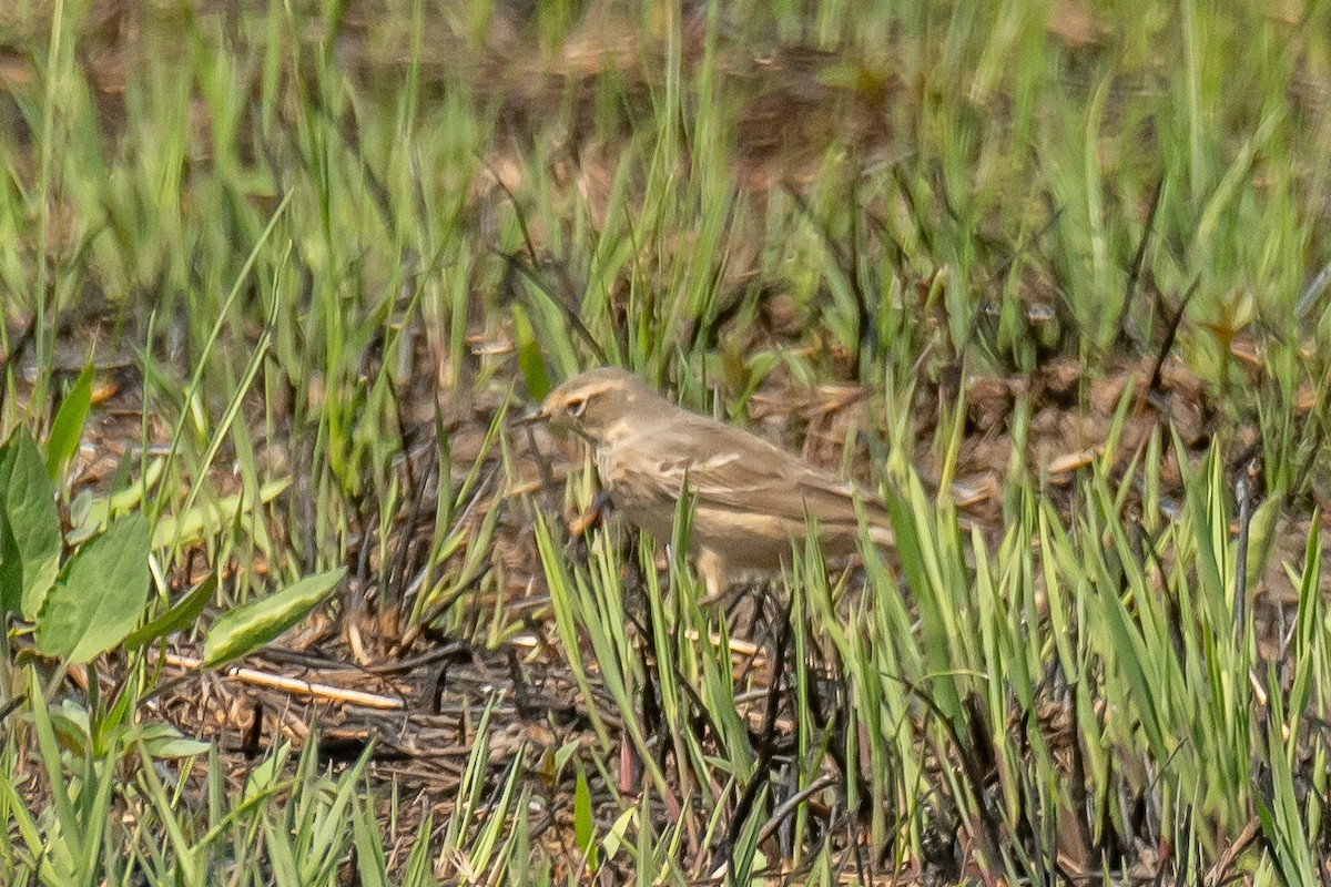 linduška tundrová - ML635533493