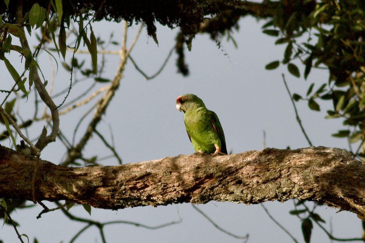 Red-fronted Parrot - ML635533614