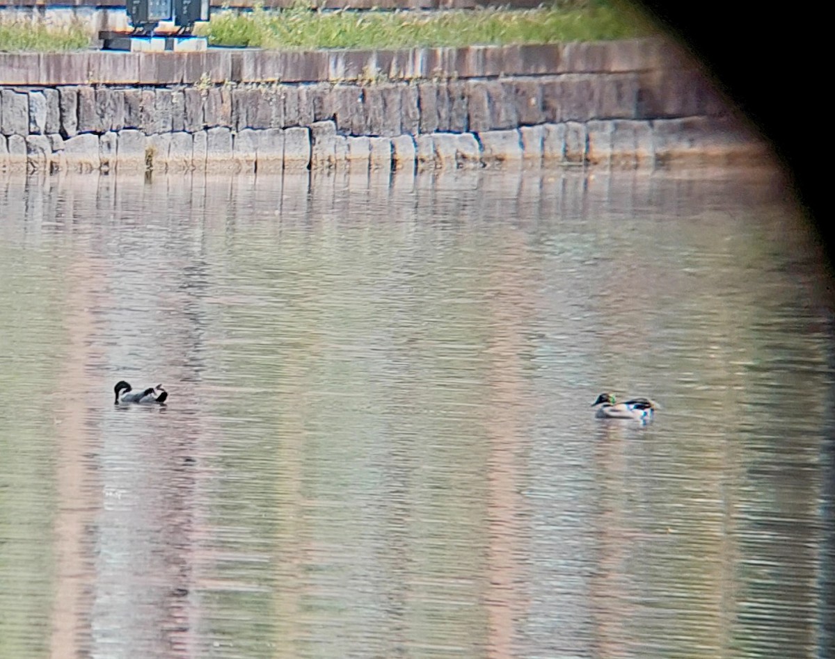 Igitai-ahatea - ML635533697