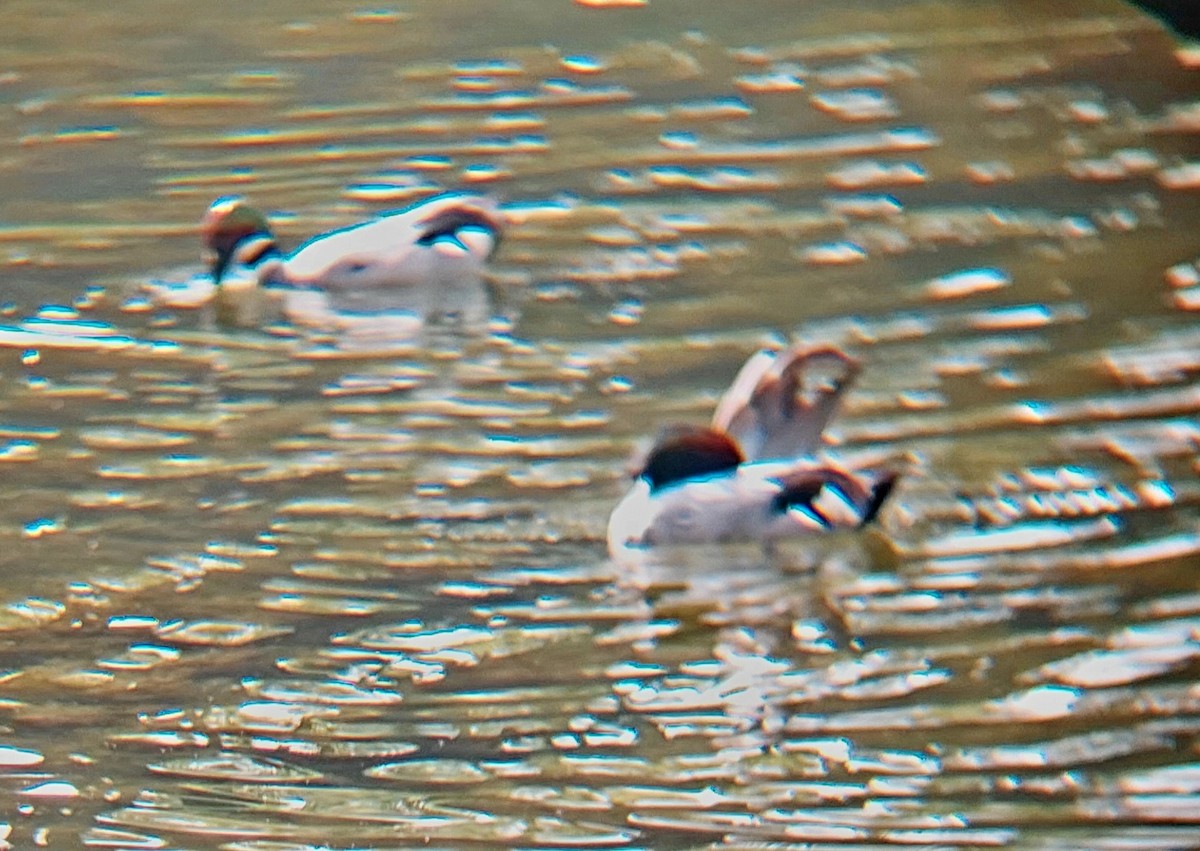 Igitai-ahatea - ML635533698