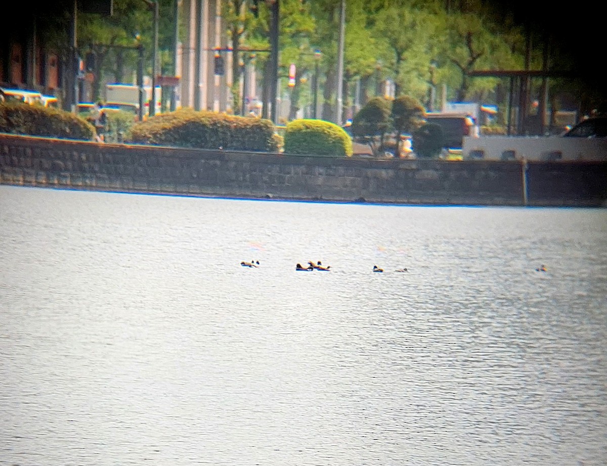 Igitai-ahatea - ML635533699