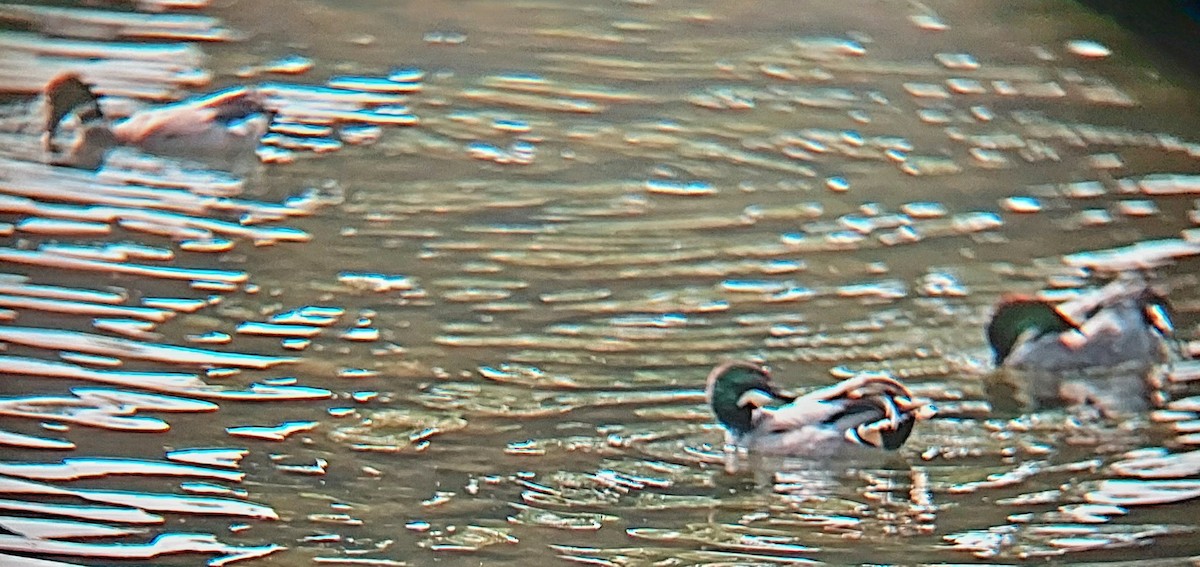 Igitai-ahatea - ML635533700