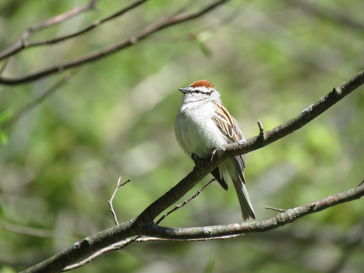Chipping Sparrow - ML635533773