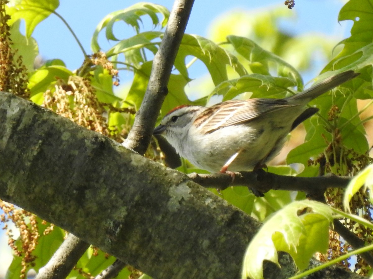 Chipping Sparrow - ML635533847