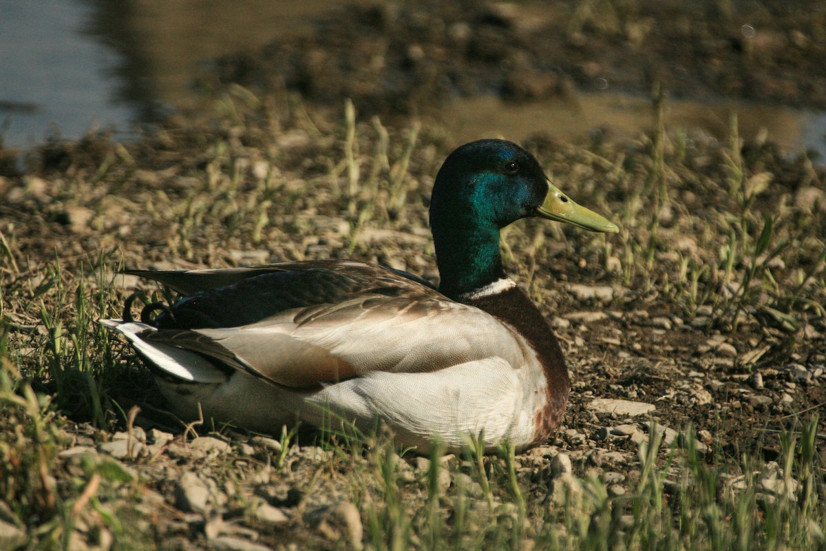 Mallard - ML635533865