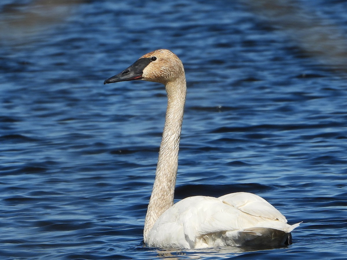 Trumpeter Swan - ML635533959