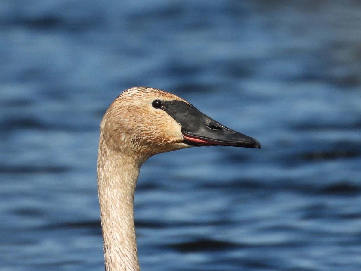 Trumpeter Swan - ML635533976