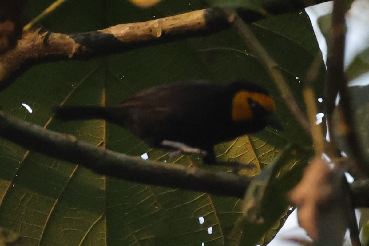 Black-billed Weaver - ML635534018