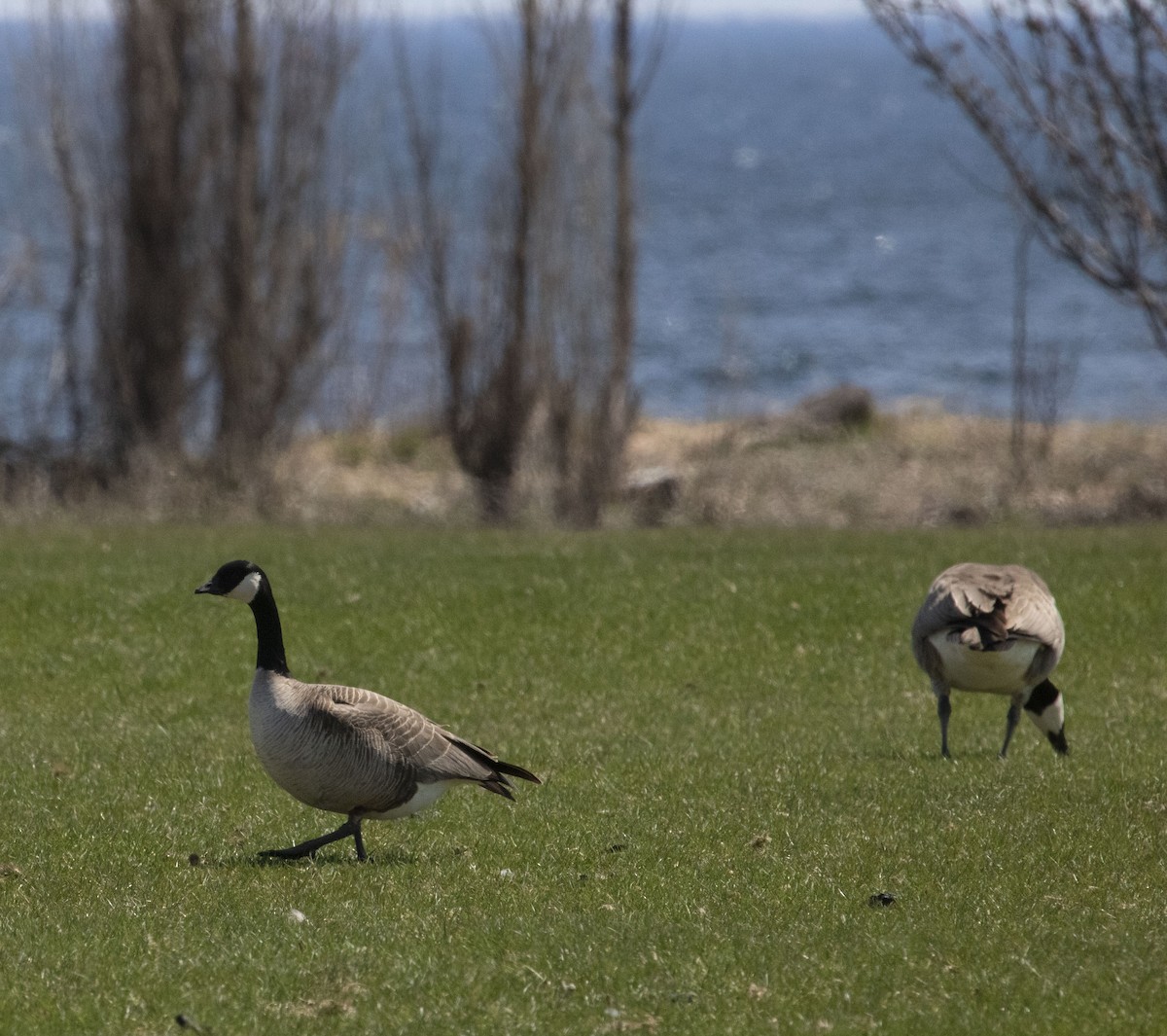 シジュウカラガン - ML635534093