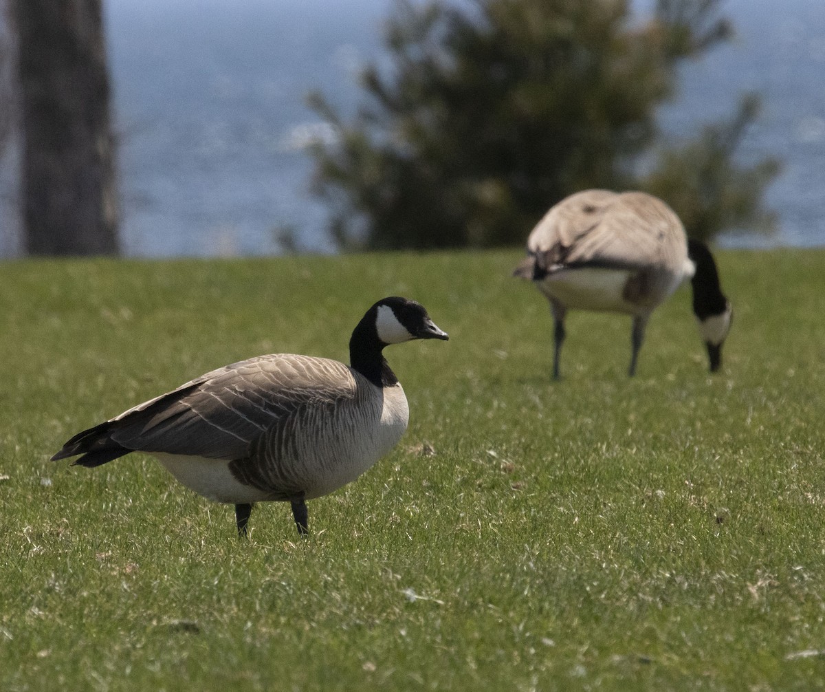 シジュウカラガン - ML635534094