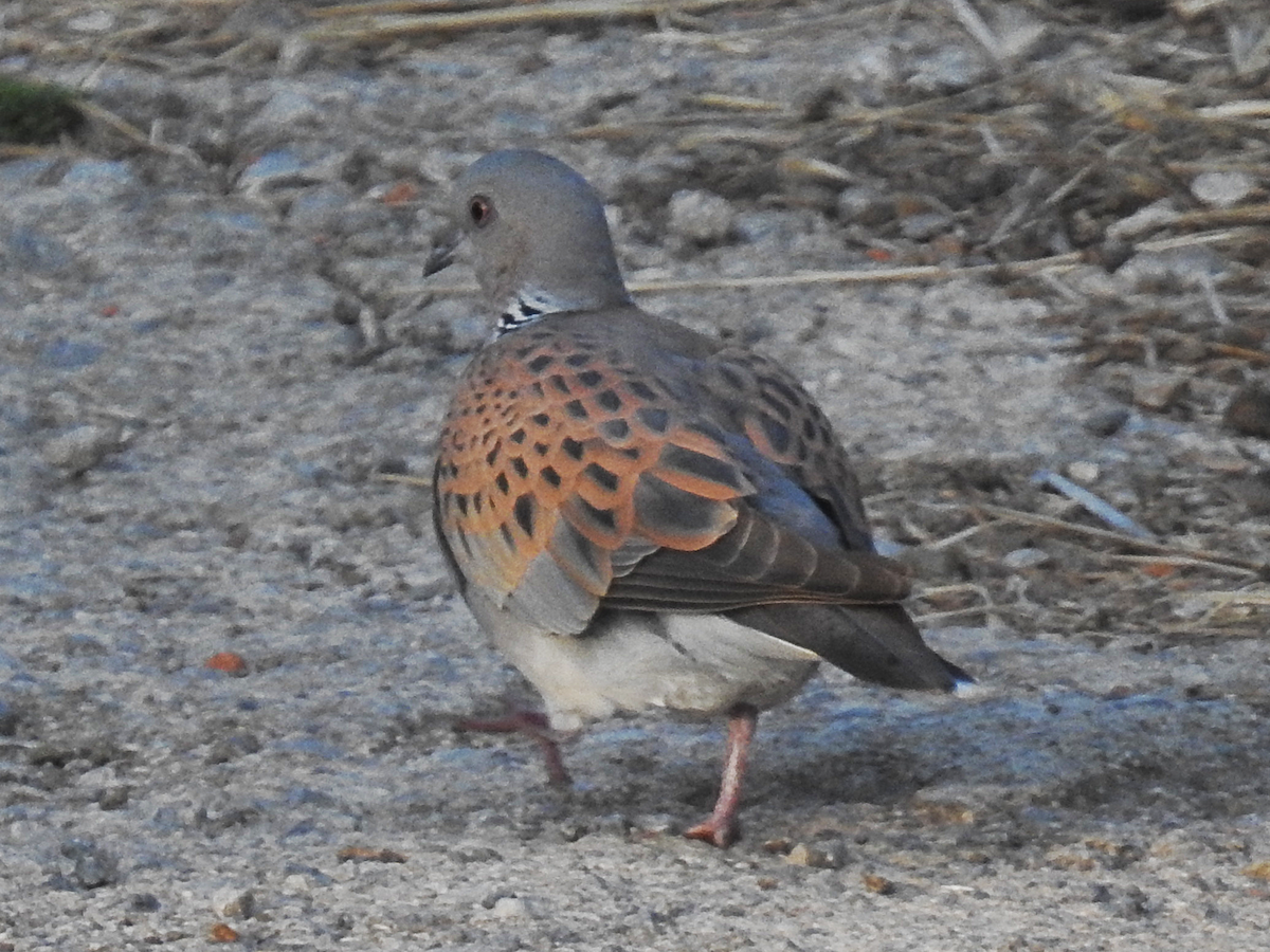 hrdlička divoká - ML635534104