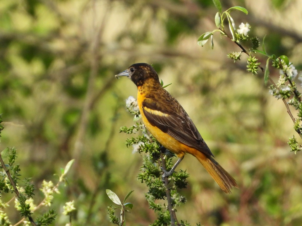 Baltimore Oriole - ML635534113