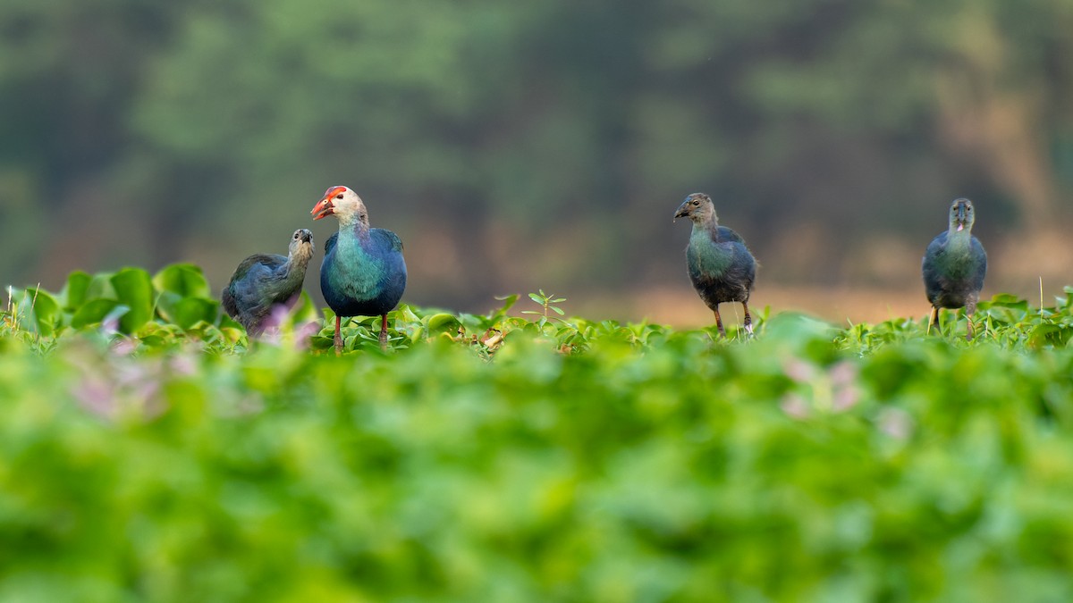 Gray-headed Swamphen - ML635534115
