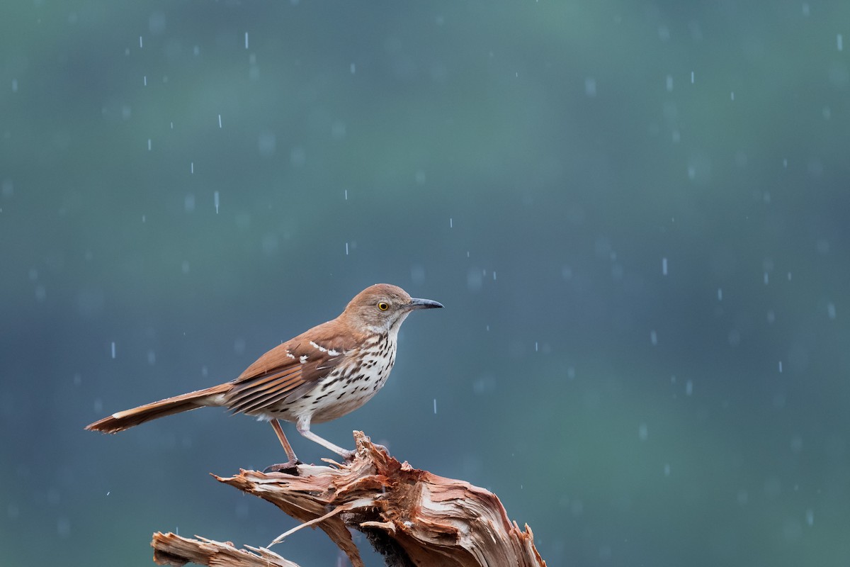 Brown Thrasher - ML635534128