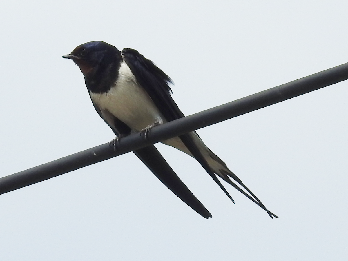 vlaštovka obecná - ML635534156