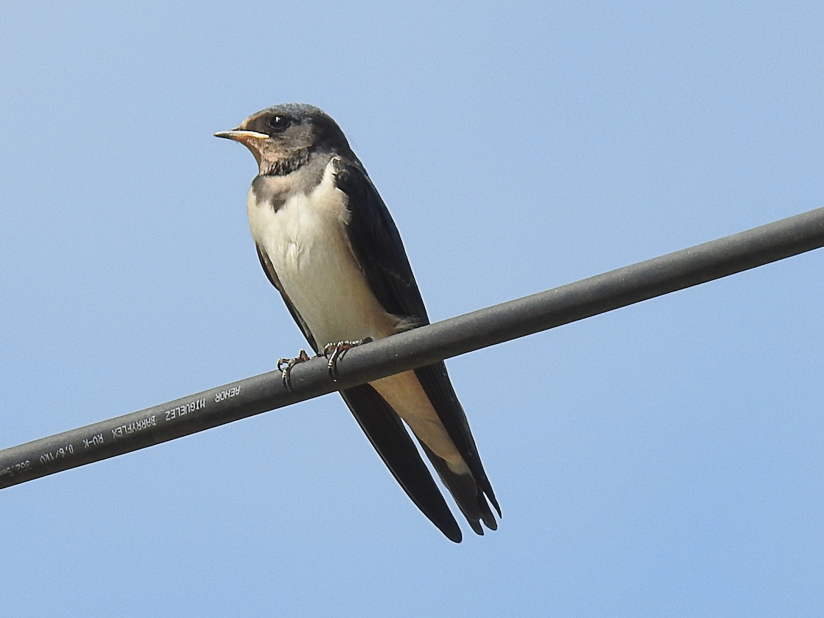 vlaštovka obecná - ML635534166