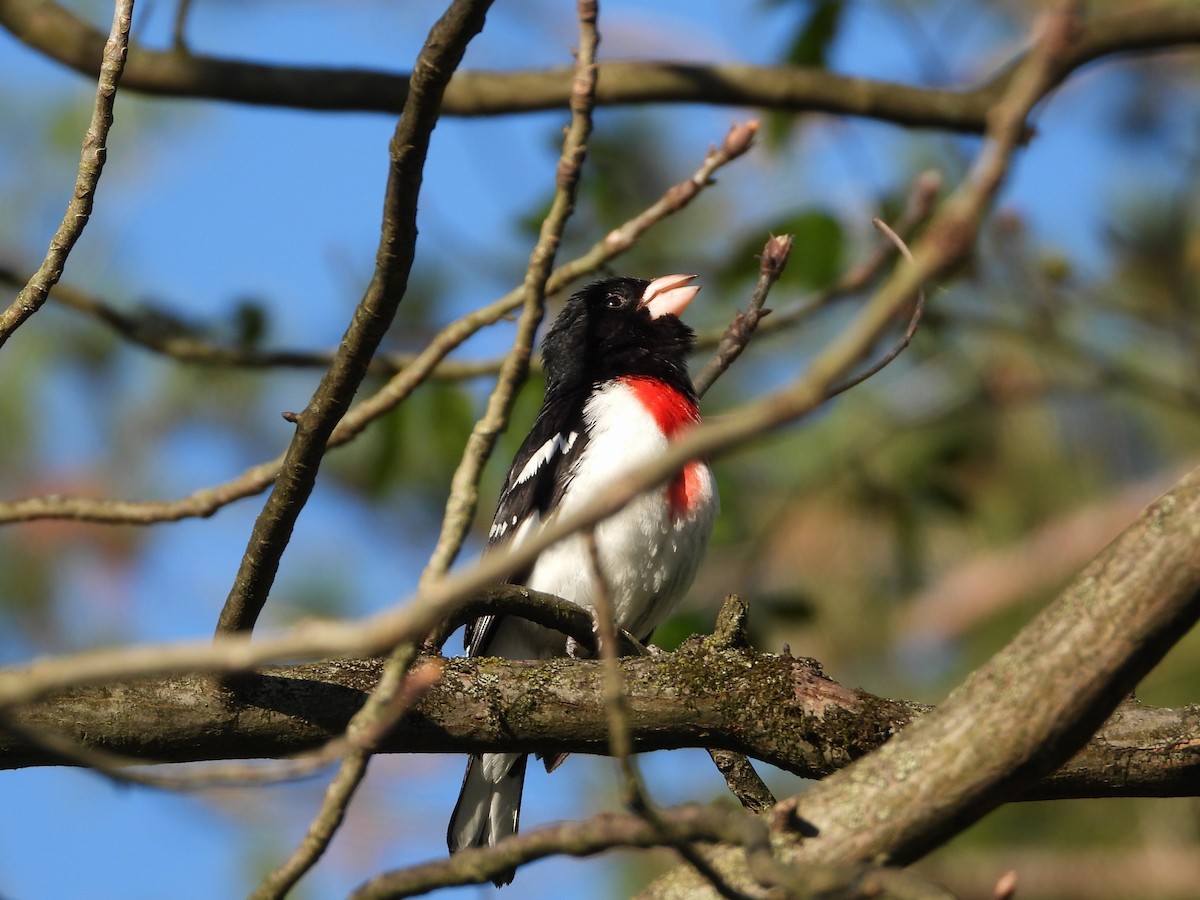 Rose-breasted Grosbeak - ML635534193