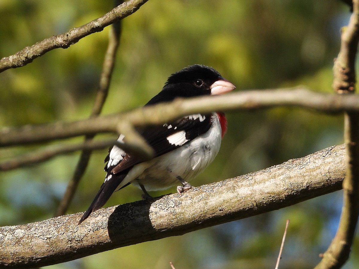 Rose-breasted Grosbeak - ML635534206