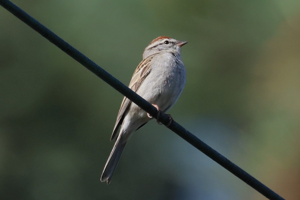 Chipping Sparrow - ML635534296