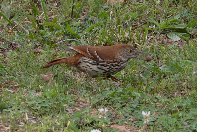 Brown Thrasher - ML635534372