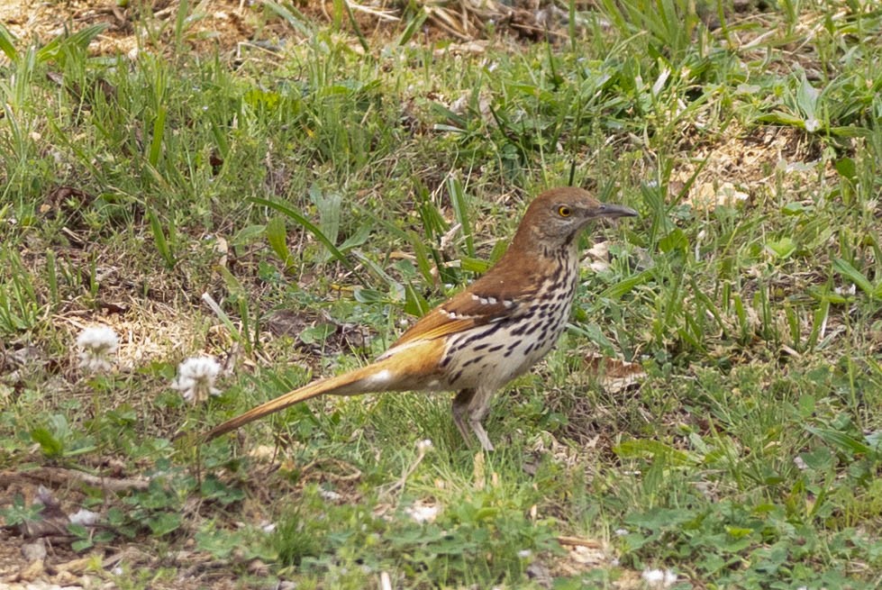 Brown Thrasher - ML635534373