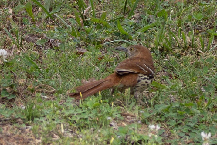 Brown Thrasher - ML635534374