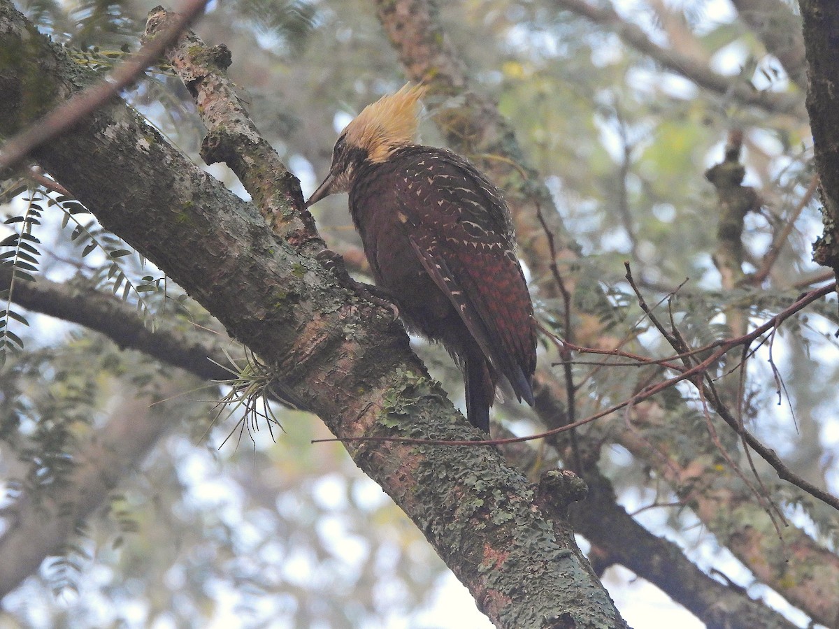 Pale-crested Woodpecker - ML635534448