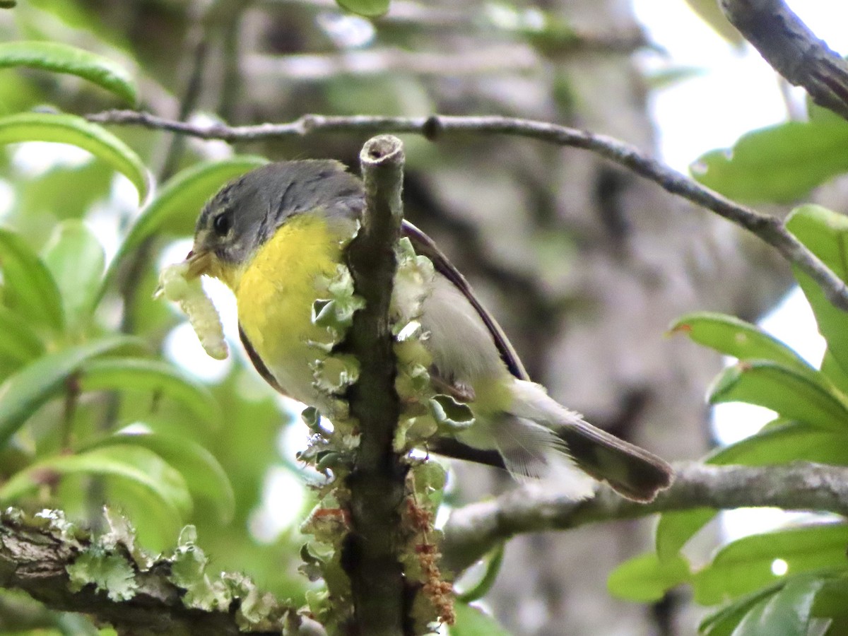 Northern Parula - ML635534459