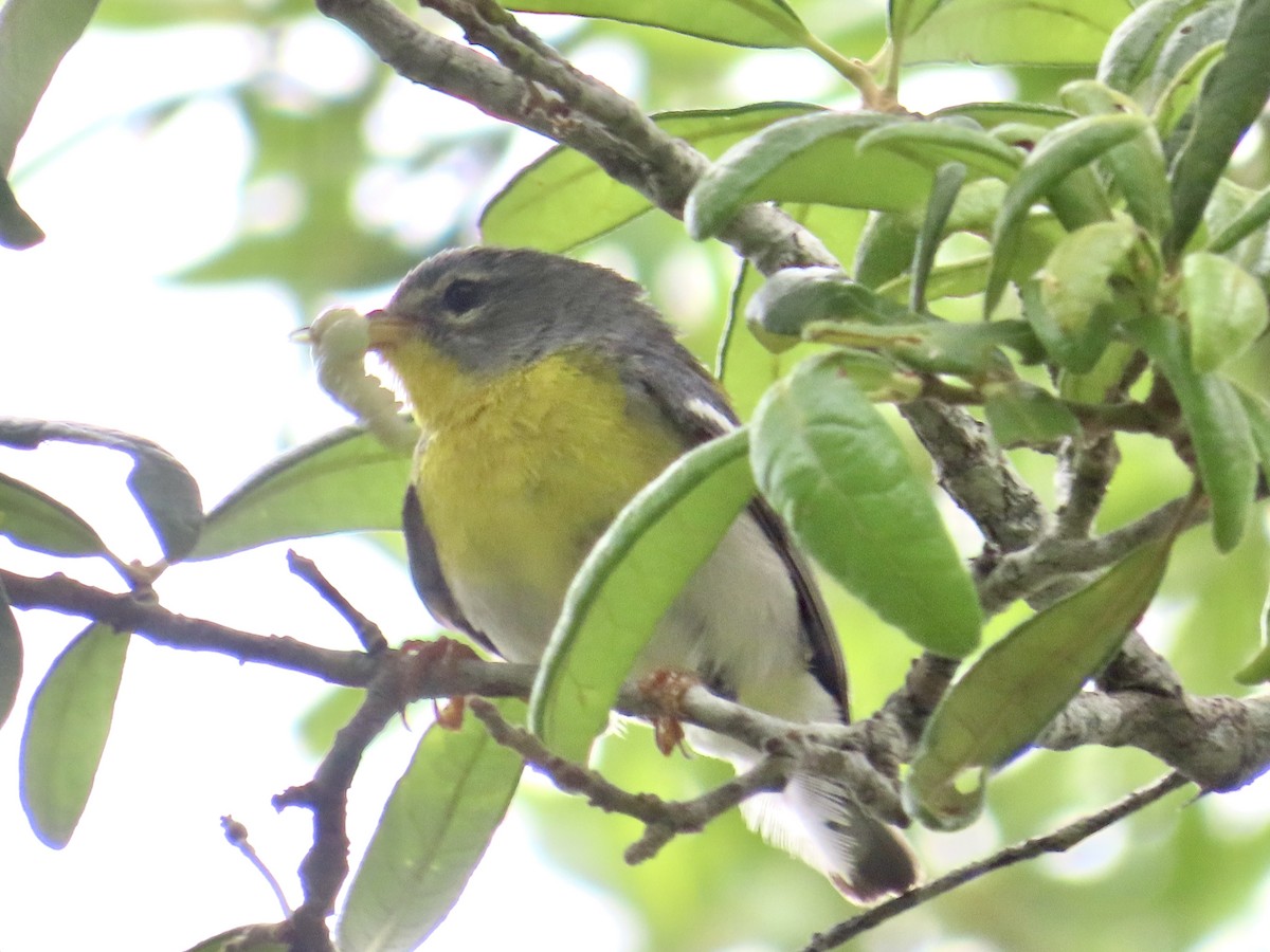 Northern Parula - ML635534460