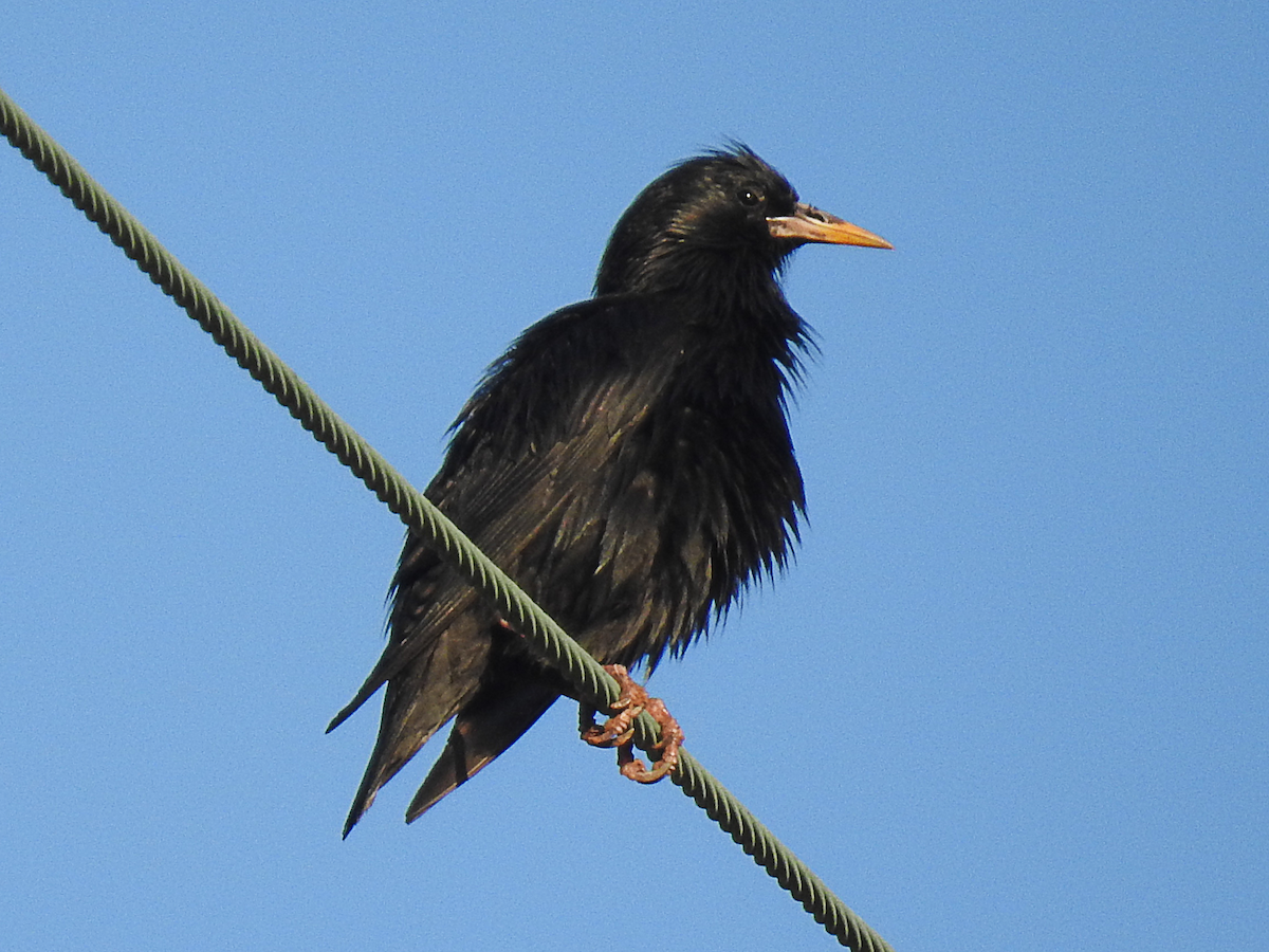 špaček černý - ML635534495