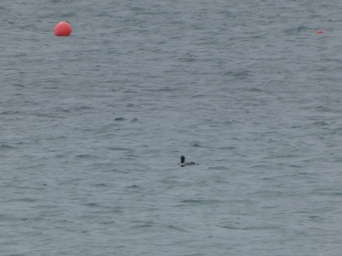 Common Loon - ML635534502