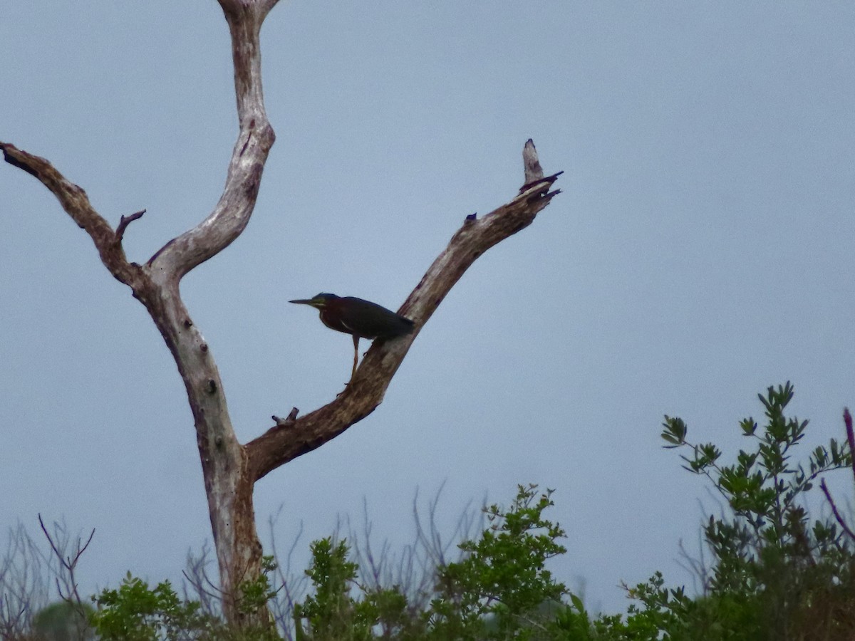 Green Heron - ML635534539