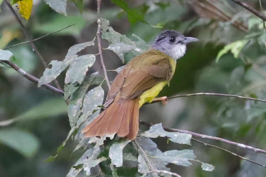 Yellow-bellied Bulbul - ML635534568