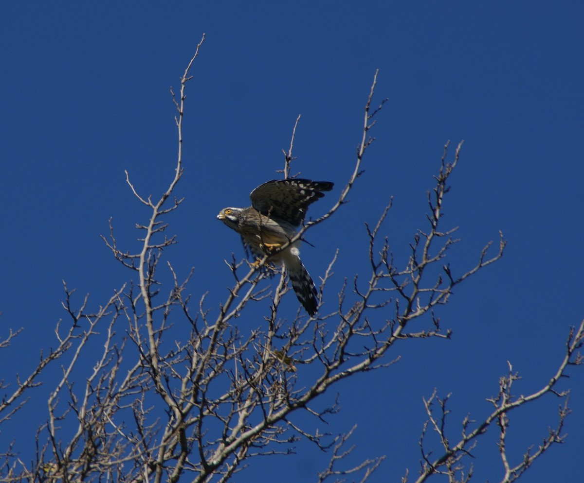 Spot-winged Falconet - ML635534588